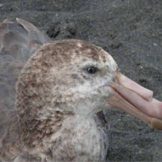 Pétrel géant