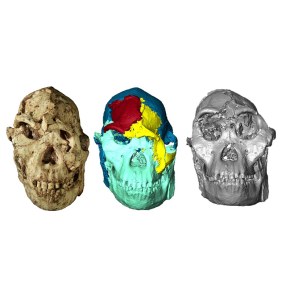 Image de la reconstitution du crâne de Little foot